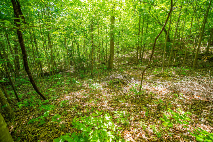 Listing Image 18