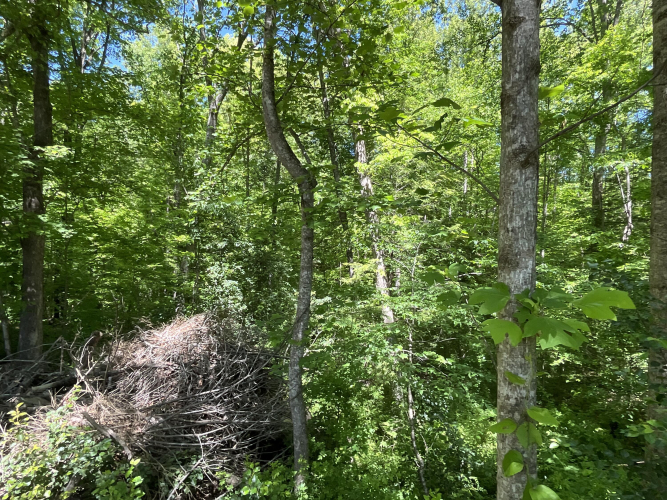 Listing Image 73