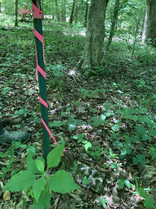 Listing Image 18