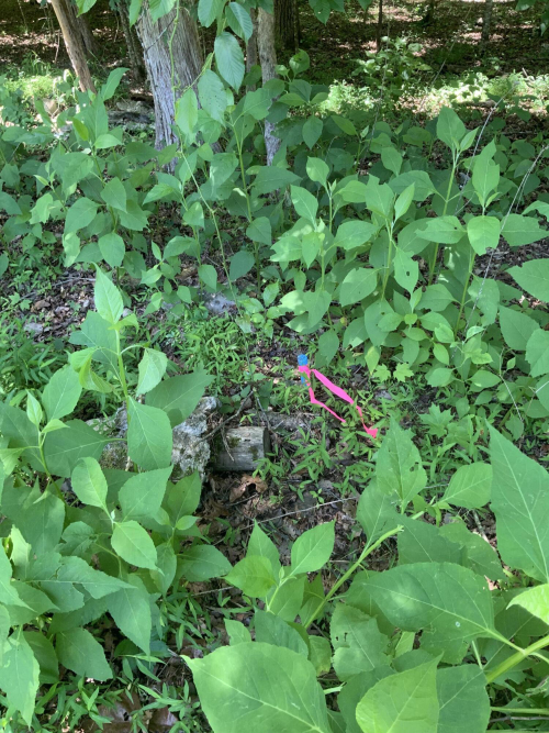 Listing Image 8