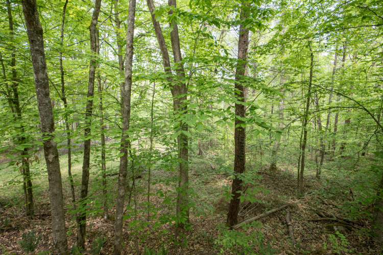 Listing Image 38