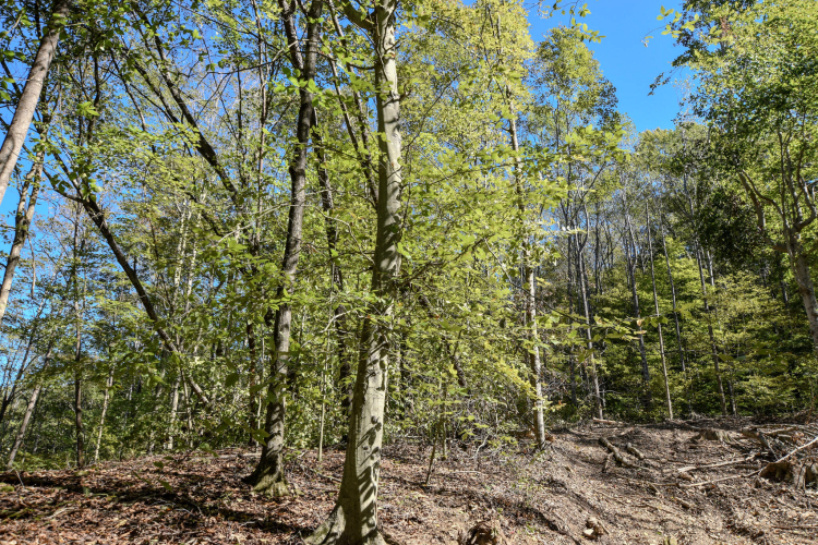 Listing Image 31