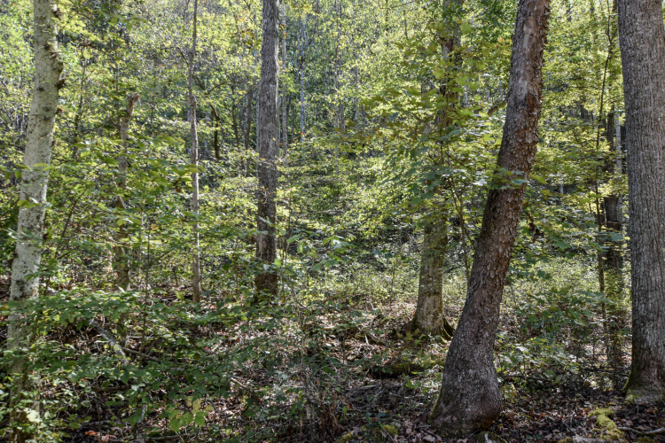 Listing Image 33