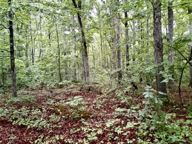 Listing Image 52