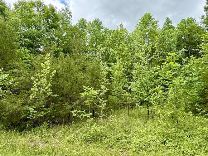 Listing Image 4