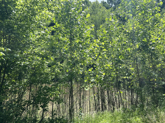 Listing Image 103