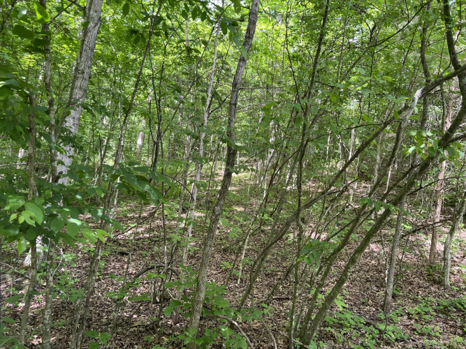 Listing Image 105