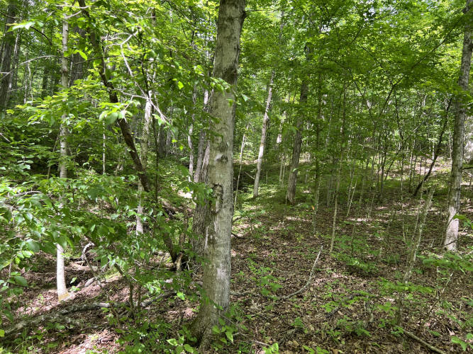 Listing Image 106
