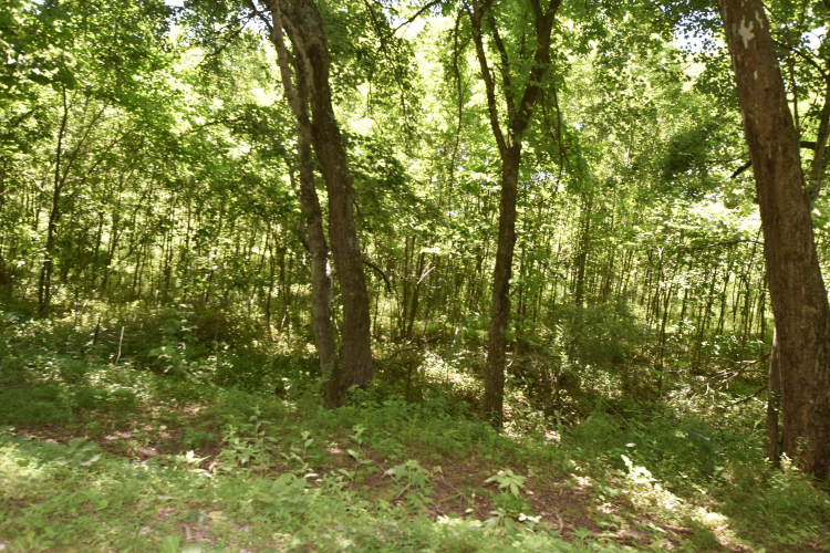Listing Image 38