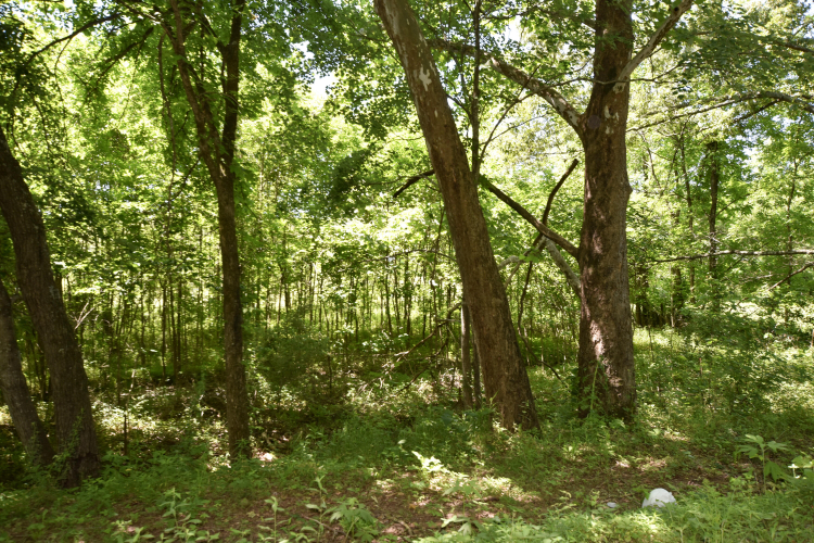 Listing Image 39