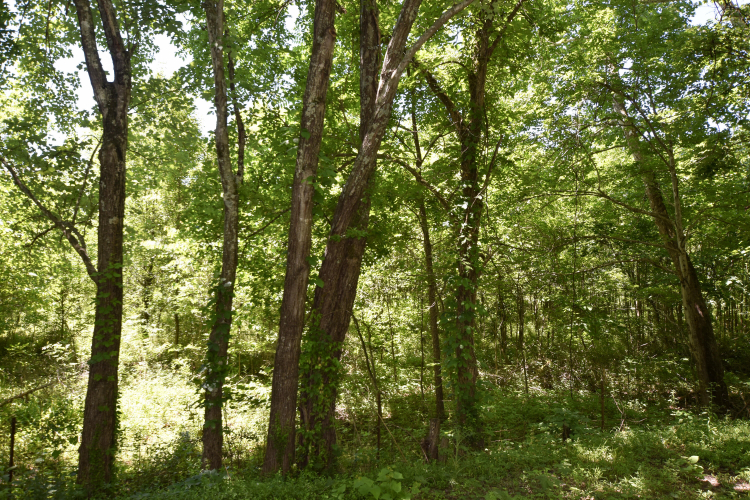 Listing Image 40