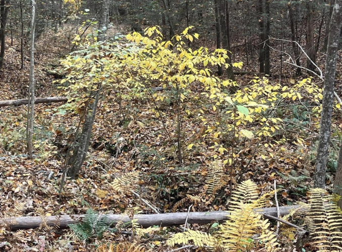 Listing Image 16