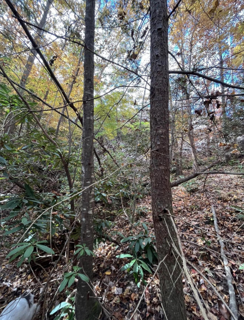 Listing Image 20