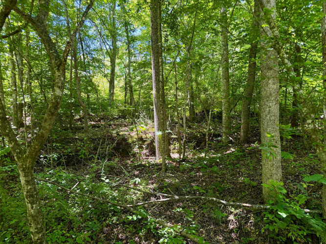Listing Image 45