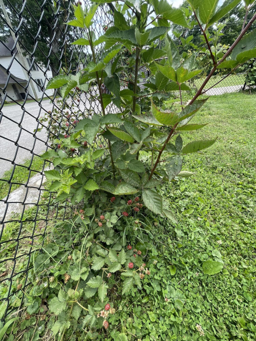 Listing Image 57