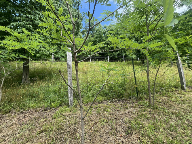 Listing Image 37