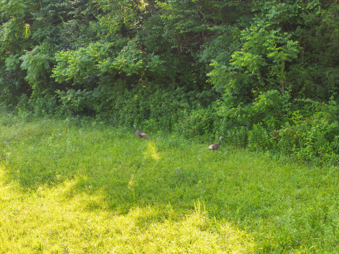 Listing Image 53