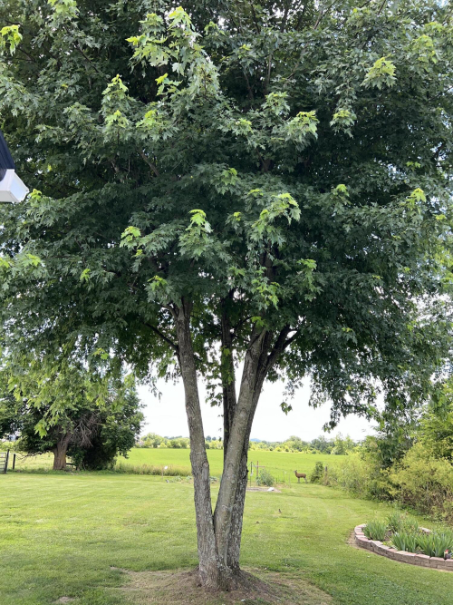 Listing Image 15