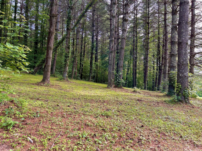 Listing Image 84
