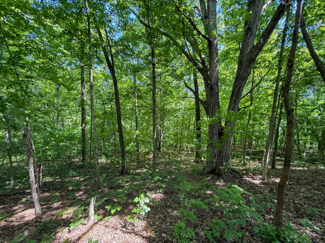Listing Image 90