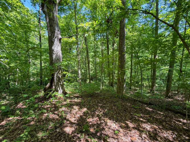 Listing Image 91