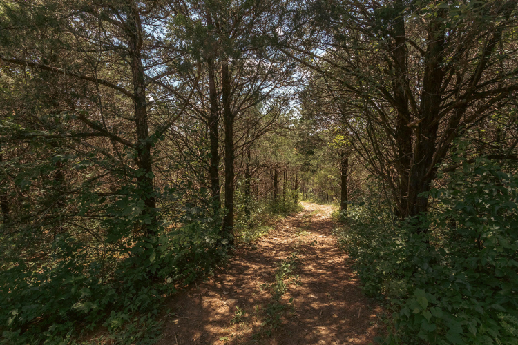 Listing Image 52