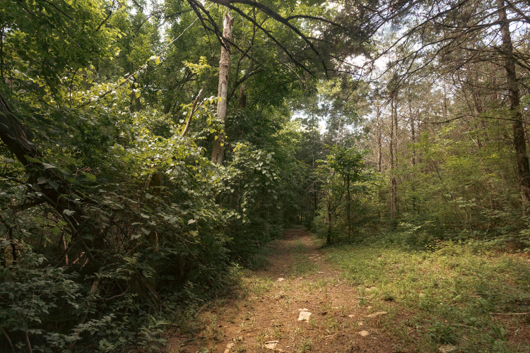 Listing Image 54