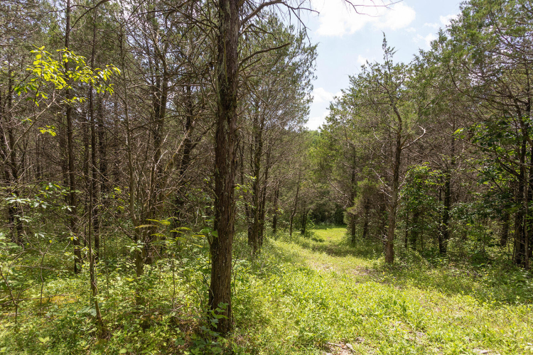 Listing Image 79