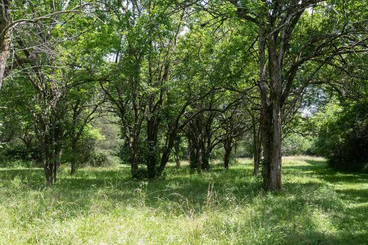 Listing Image 86