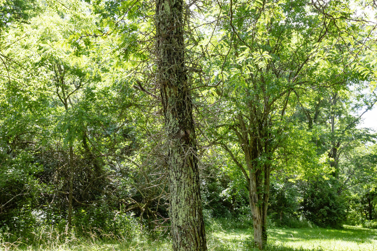 Listing Image 100