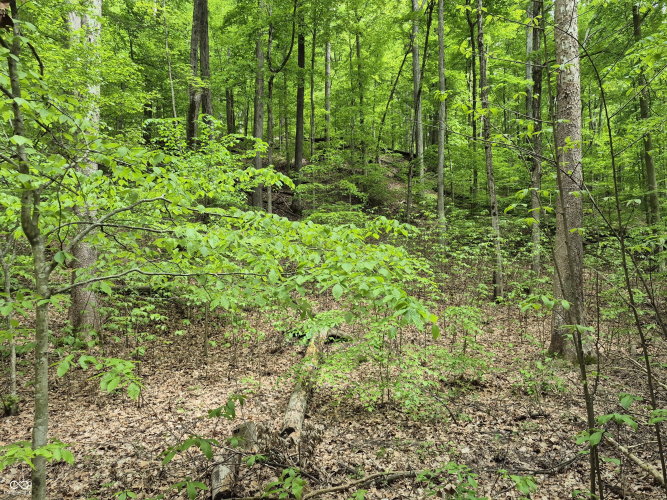 Listing Image 16