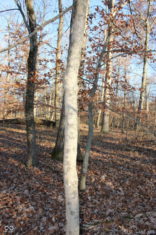 Listing Image 37
