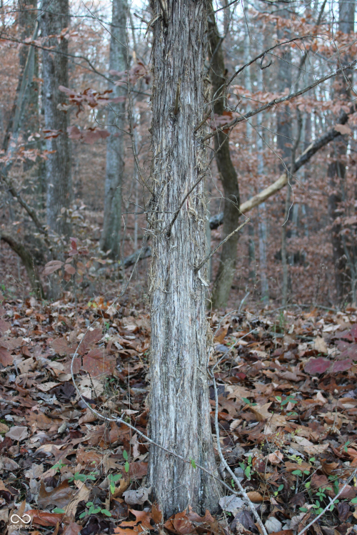 Listing Image 40