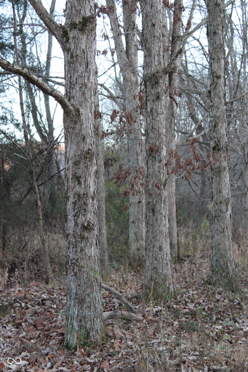 Listing Image 43