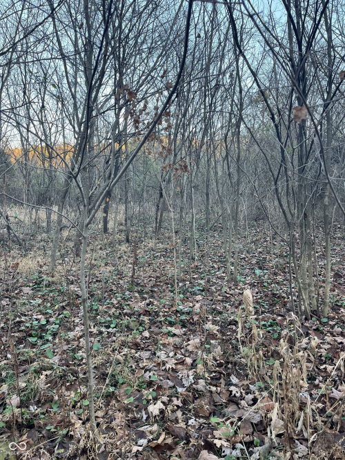 Listing Image 49