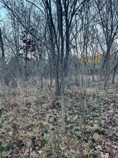 Listing Image 50