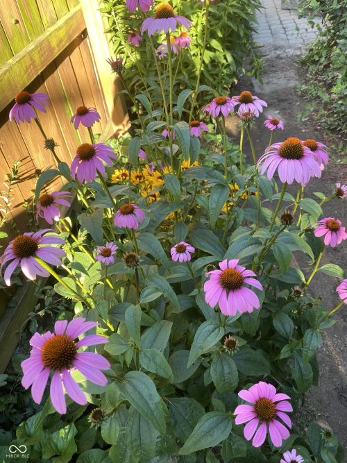 Listing Image 55