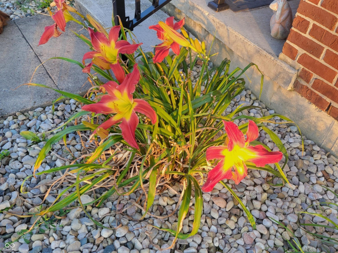 Listing Image 51