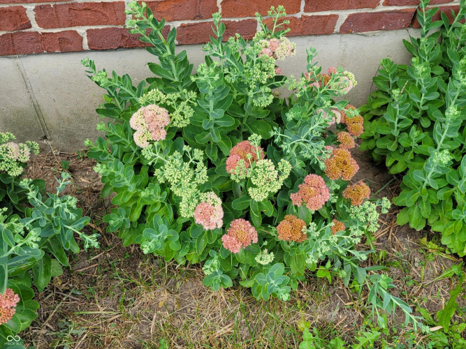 Listing Image 56
