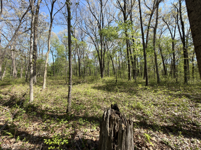 Listing Image 39