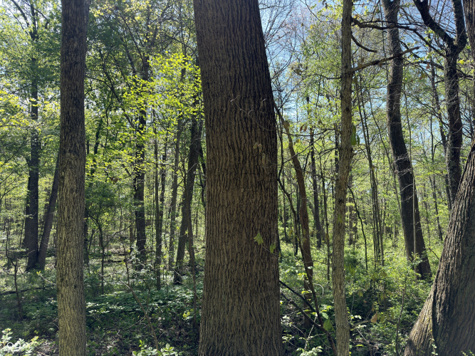 Listing Image 42