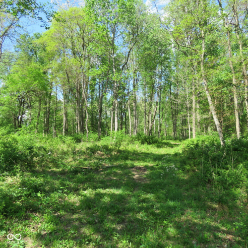 Listing Image 62