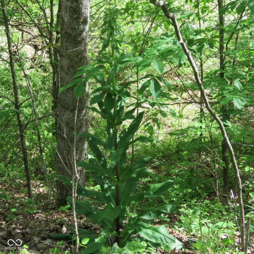Listing Image 71