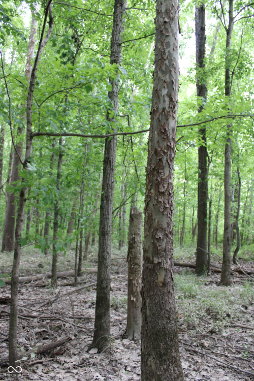 Listing Image 18