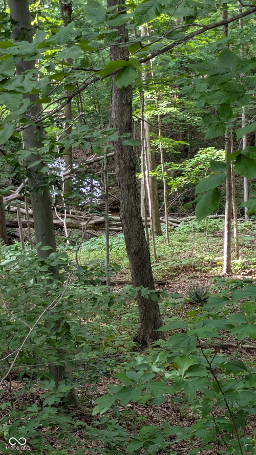 Listing Image 46