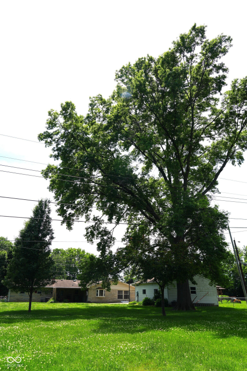 Listing Image 52