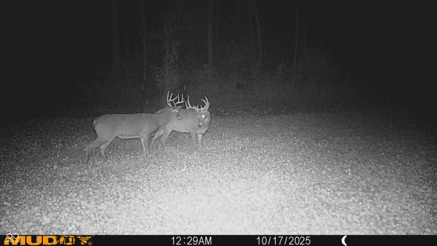 Listing Image 102