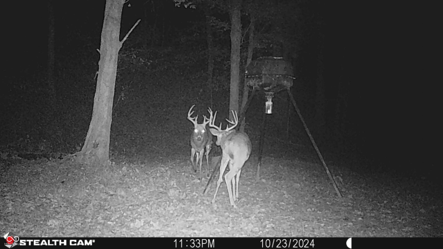 Listing Image 87