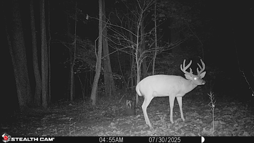 Listing Image 89