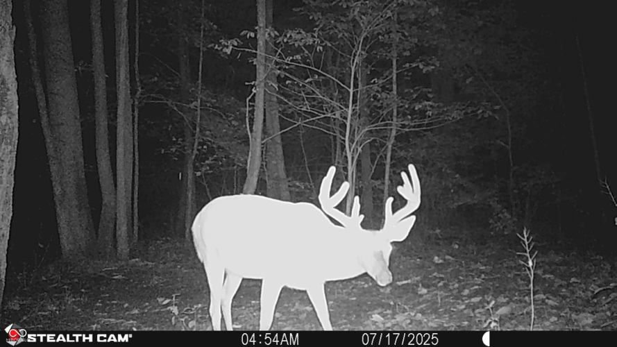 Listing Image 93